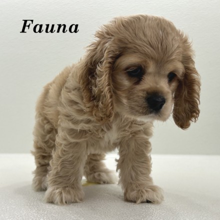 puppy, for, sale, Cocker Spaniel, Joe & Cherri  Overlease, dog, breeder, Miller, MO, dog-breeder, puppy-for-sale, forsale, nearby, find, puppyfind, locator, puppylocator, aca